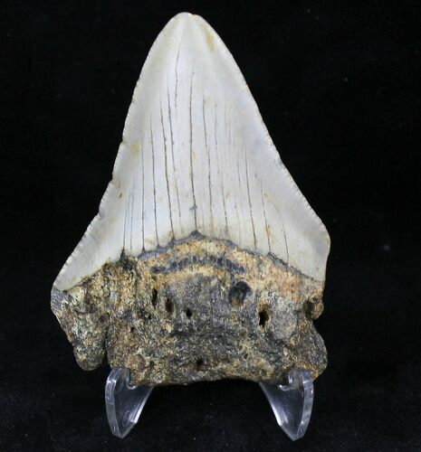 Bargain Megalodon Tooth - North Carolina #21661